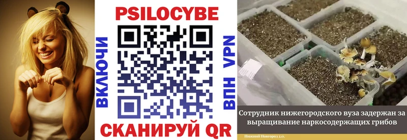 закладка  mega ссылка  Псилоцибиновые грибы ЛСД  Кудрово 